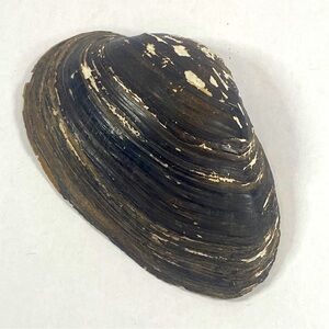 Big Black sea shell Clam Shell decorative peice Six Inches Long 4 Inches Wide
